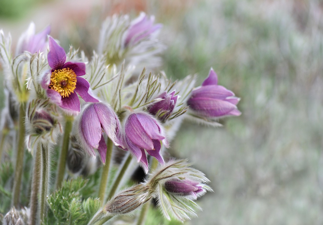 flower-3283322_1280