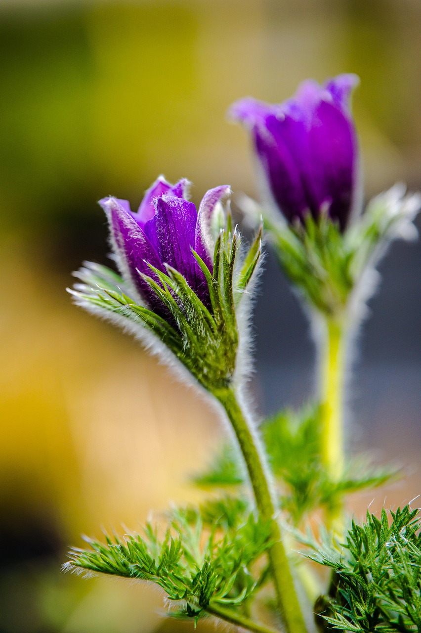 flower-7909902_1280